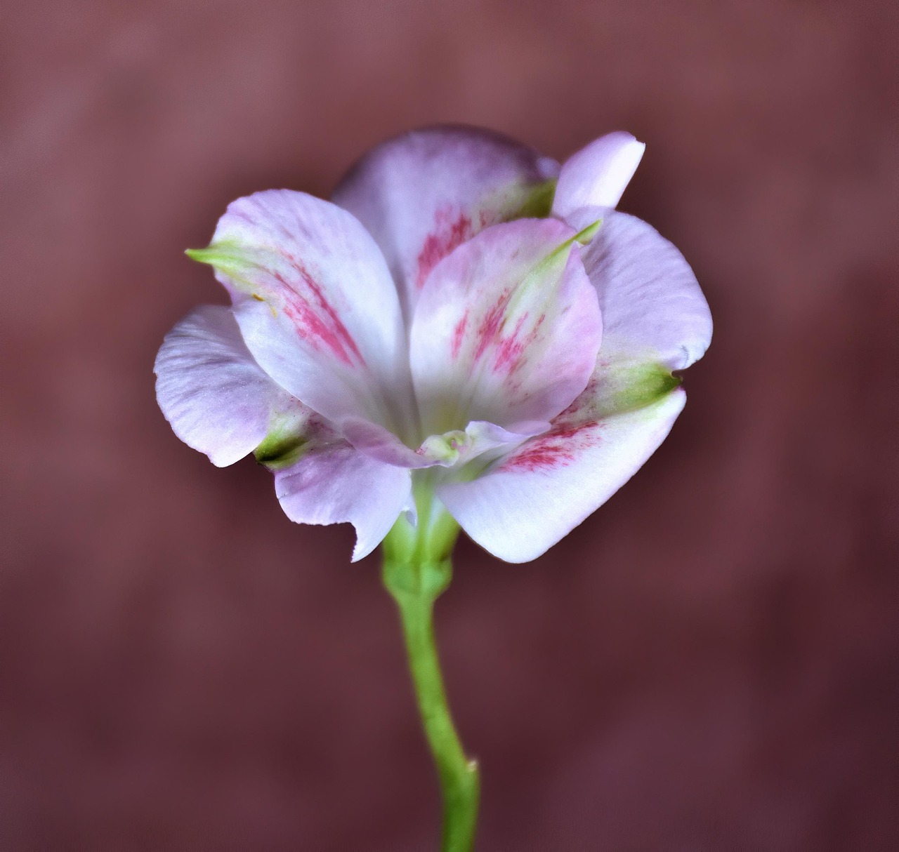 Alstroemeria lila