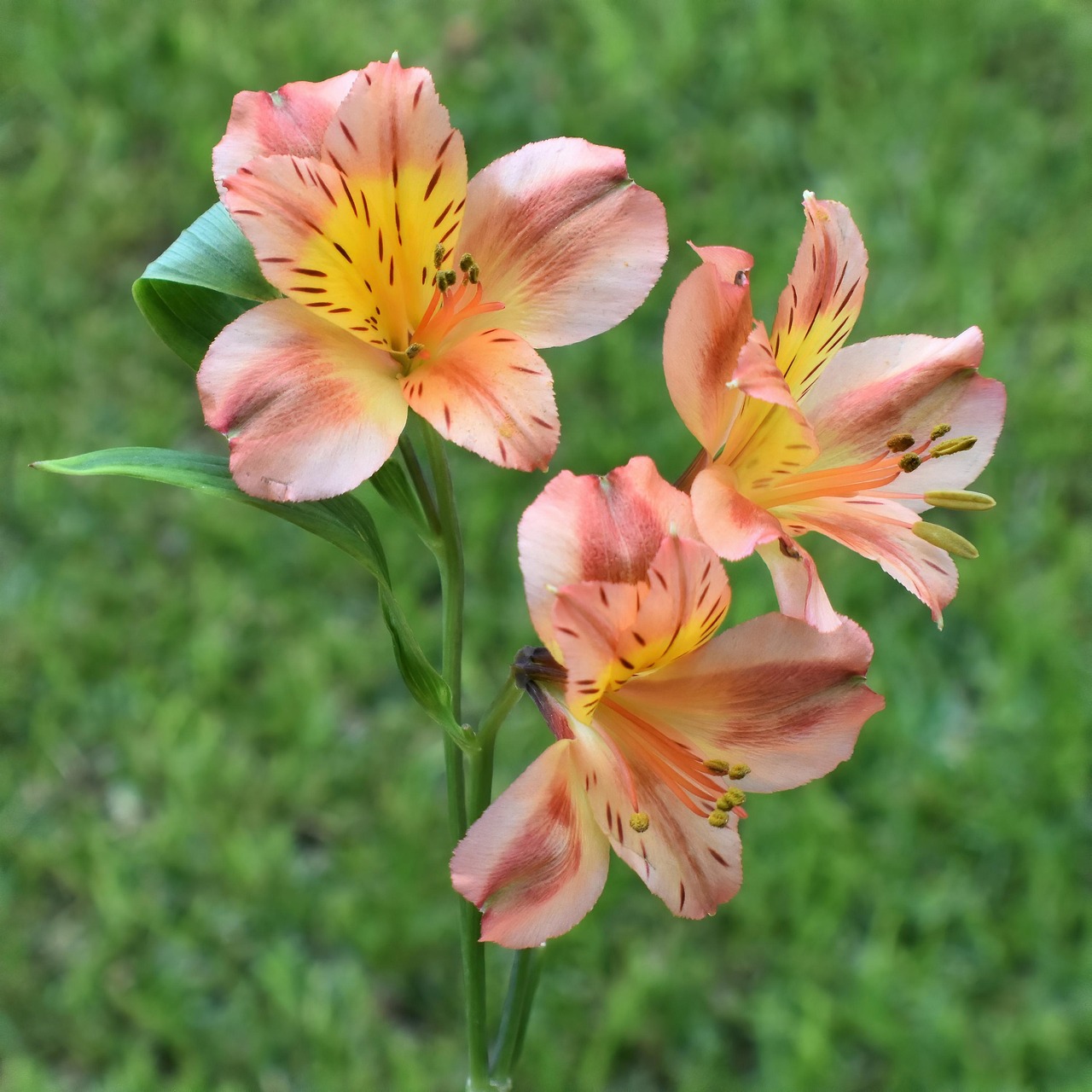 Alstroemeria rosa