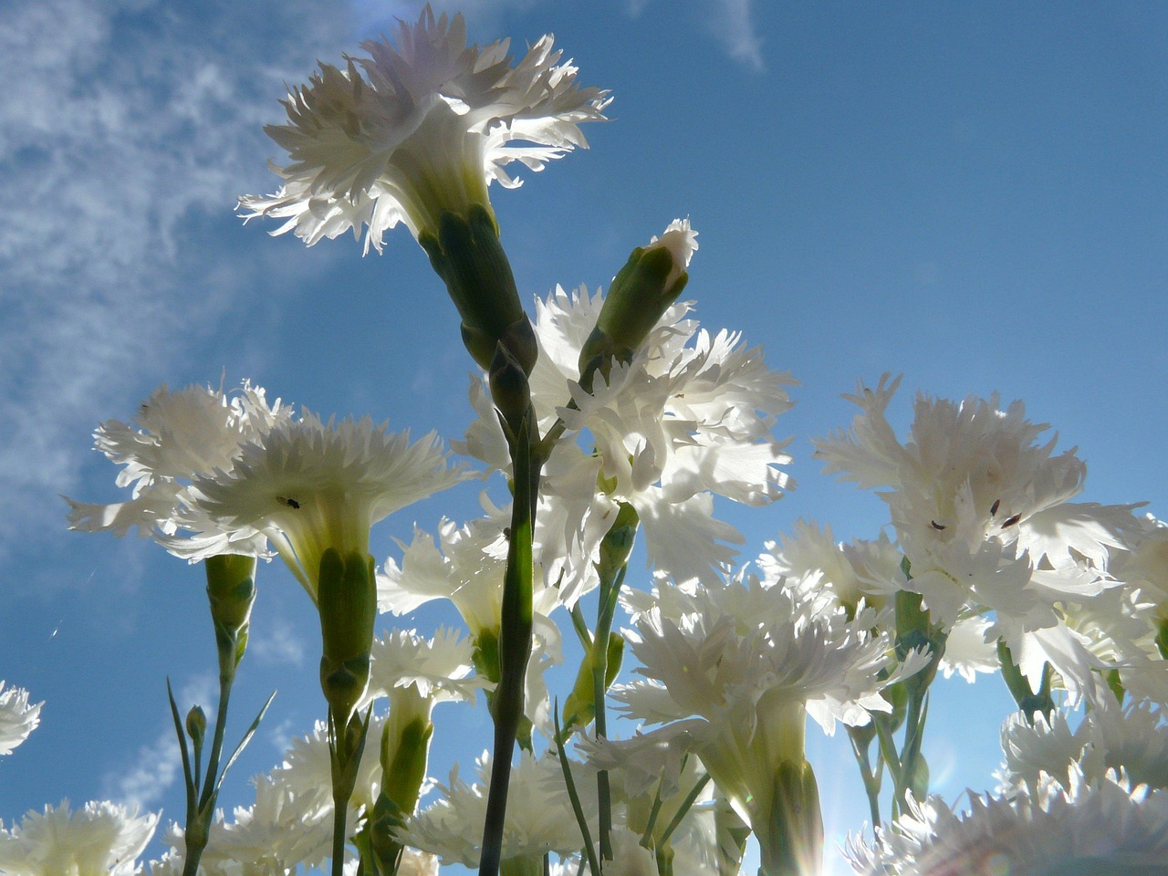 Clavel blanco
