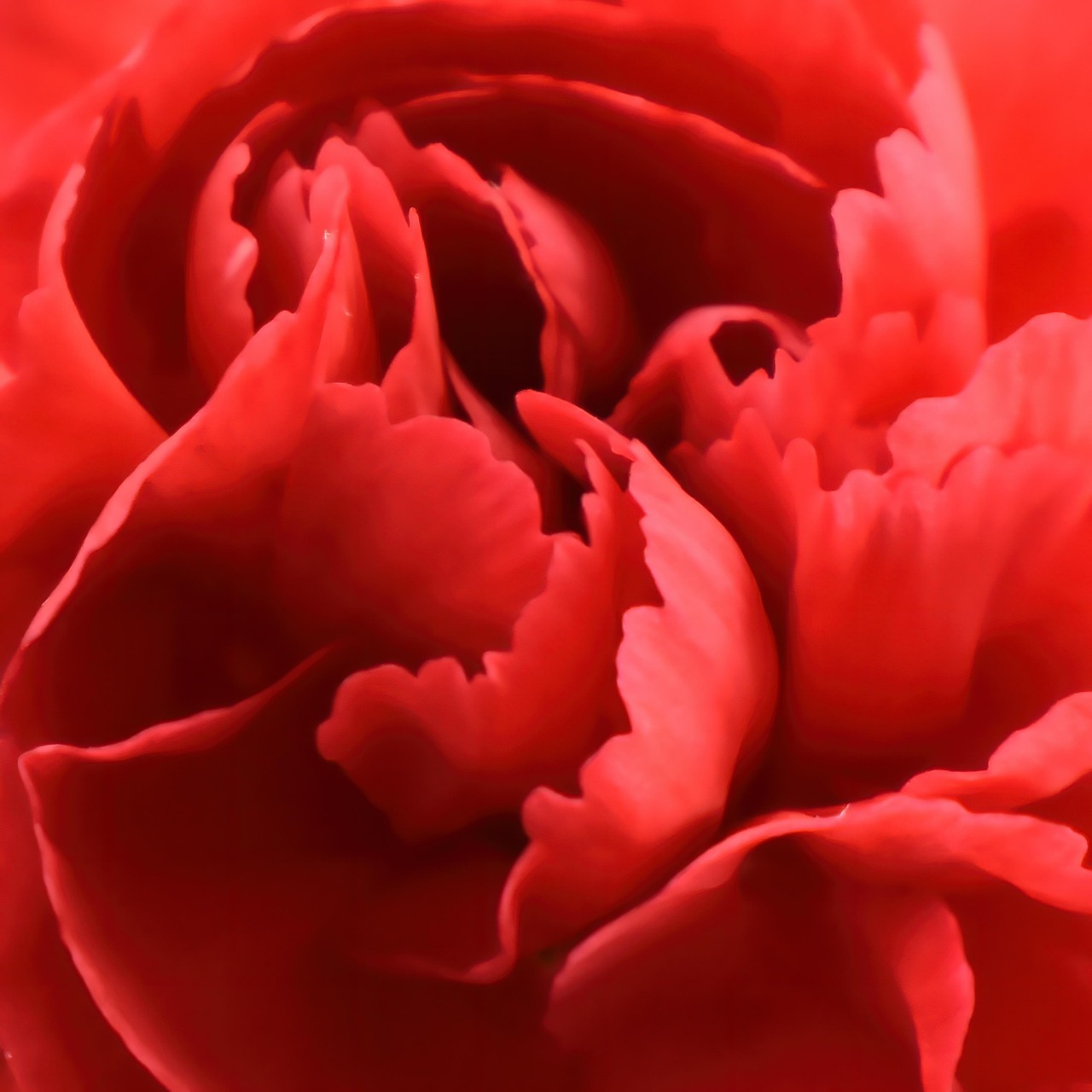 Clavel rojo
