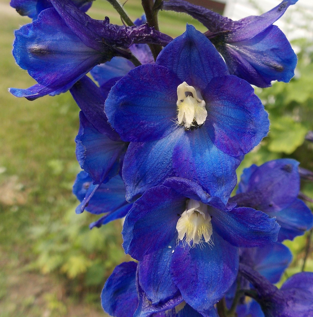 Delphinium azul