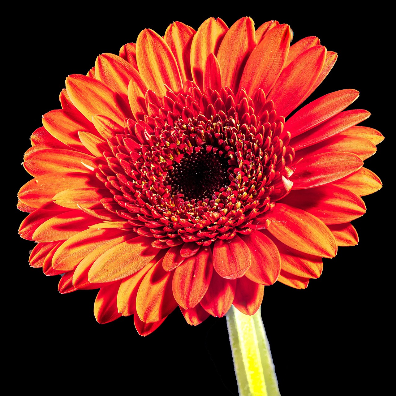 Gerbera naranja