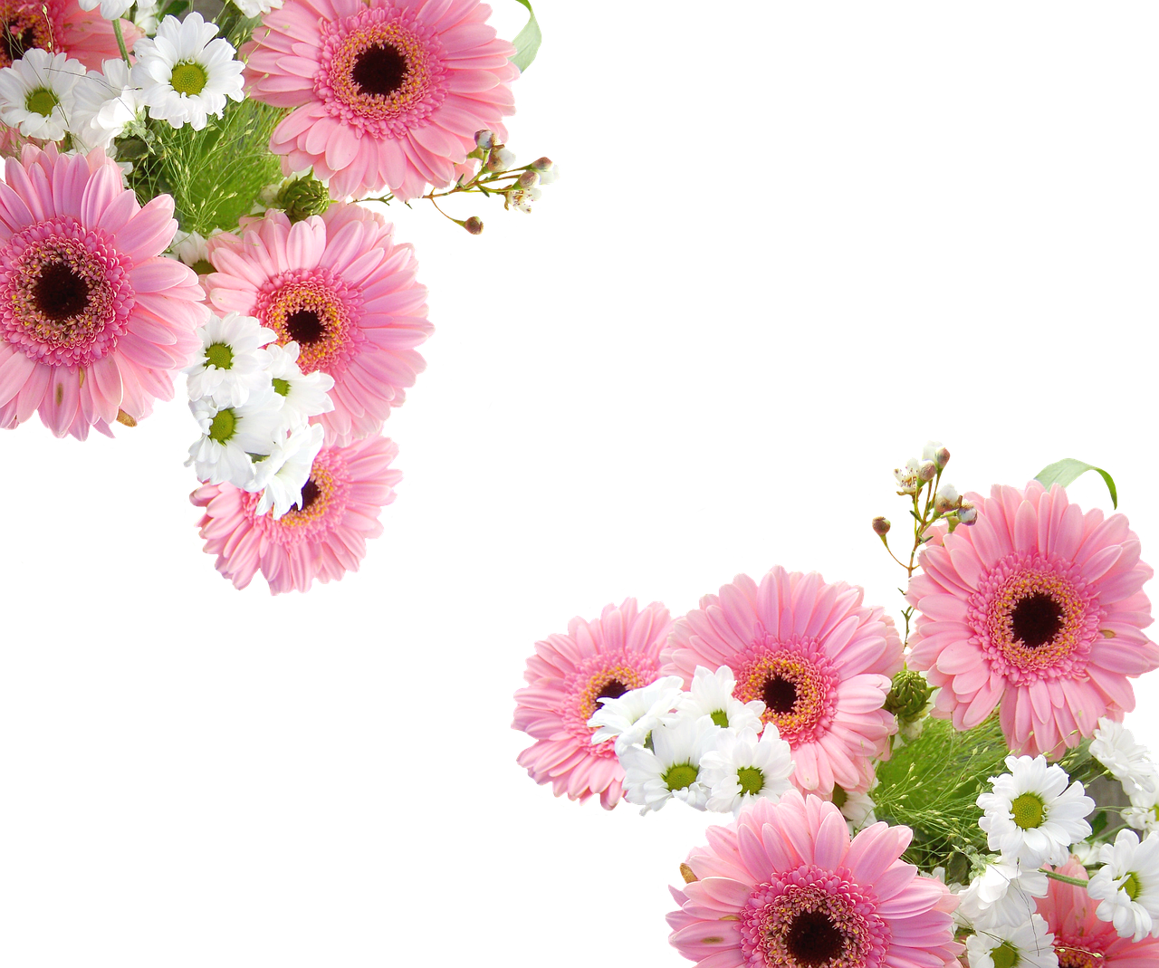 Gerbera rosa