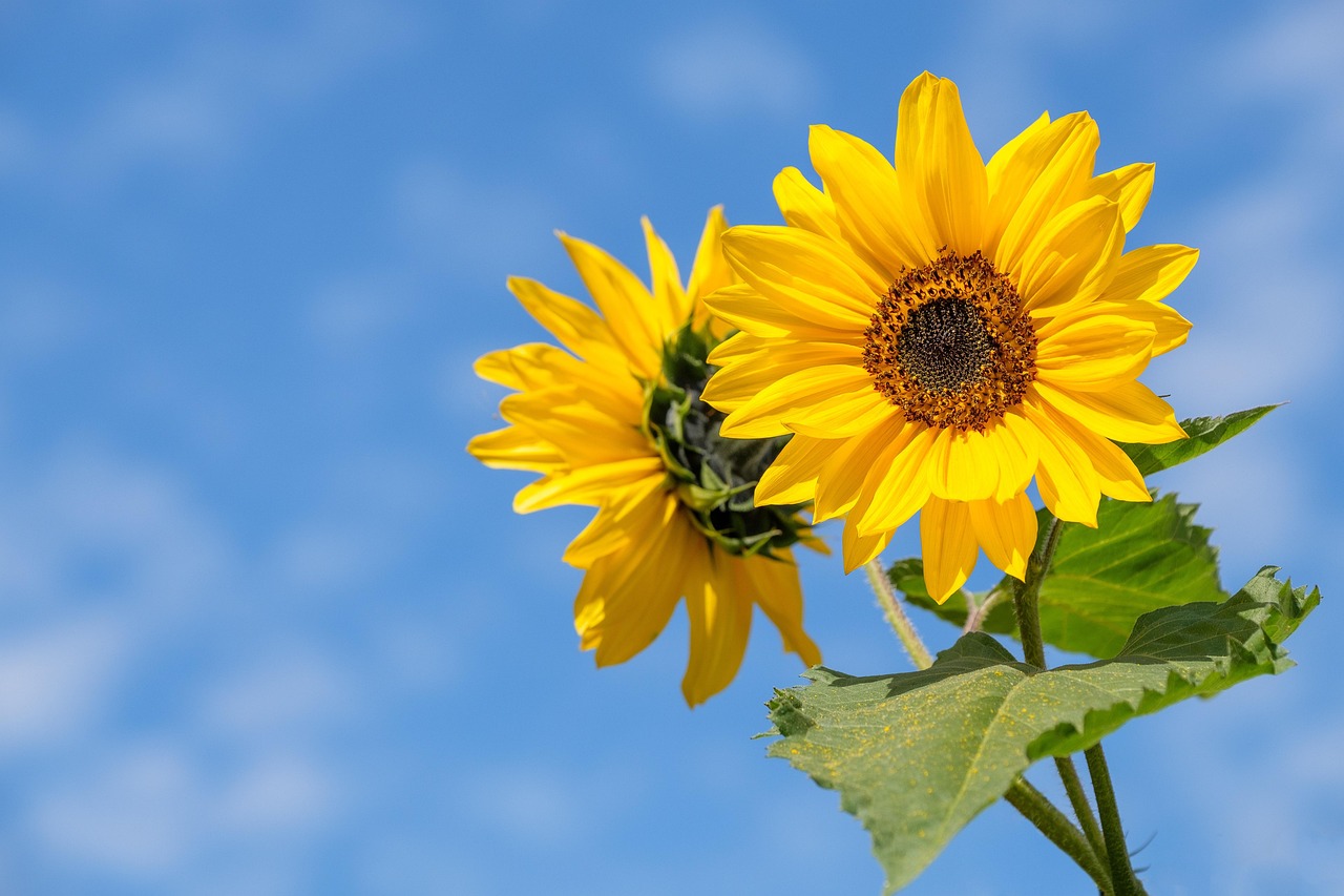Girasol
