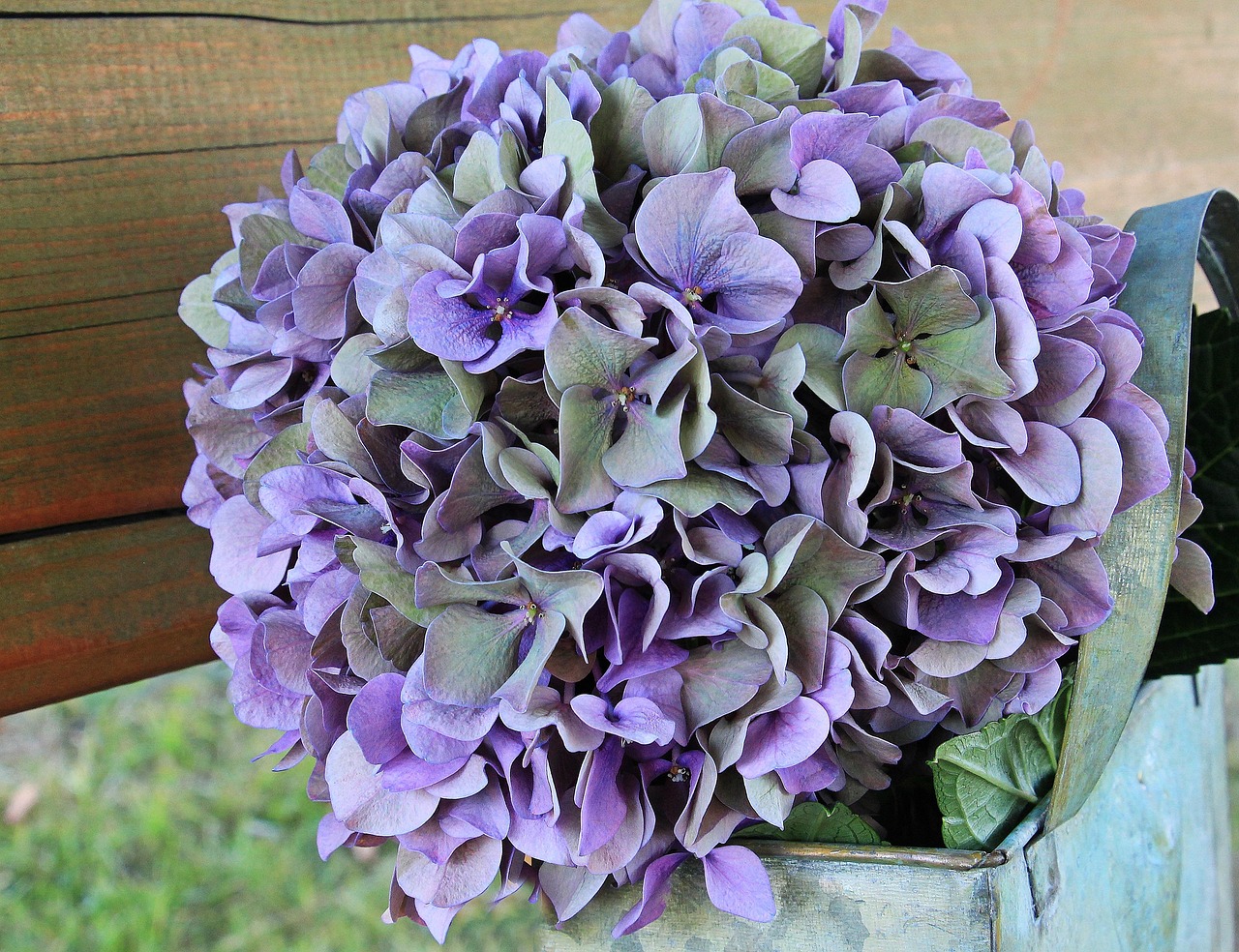 Hortensia azul