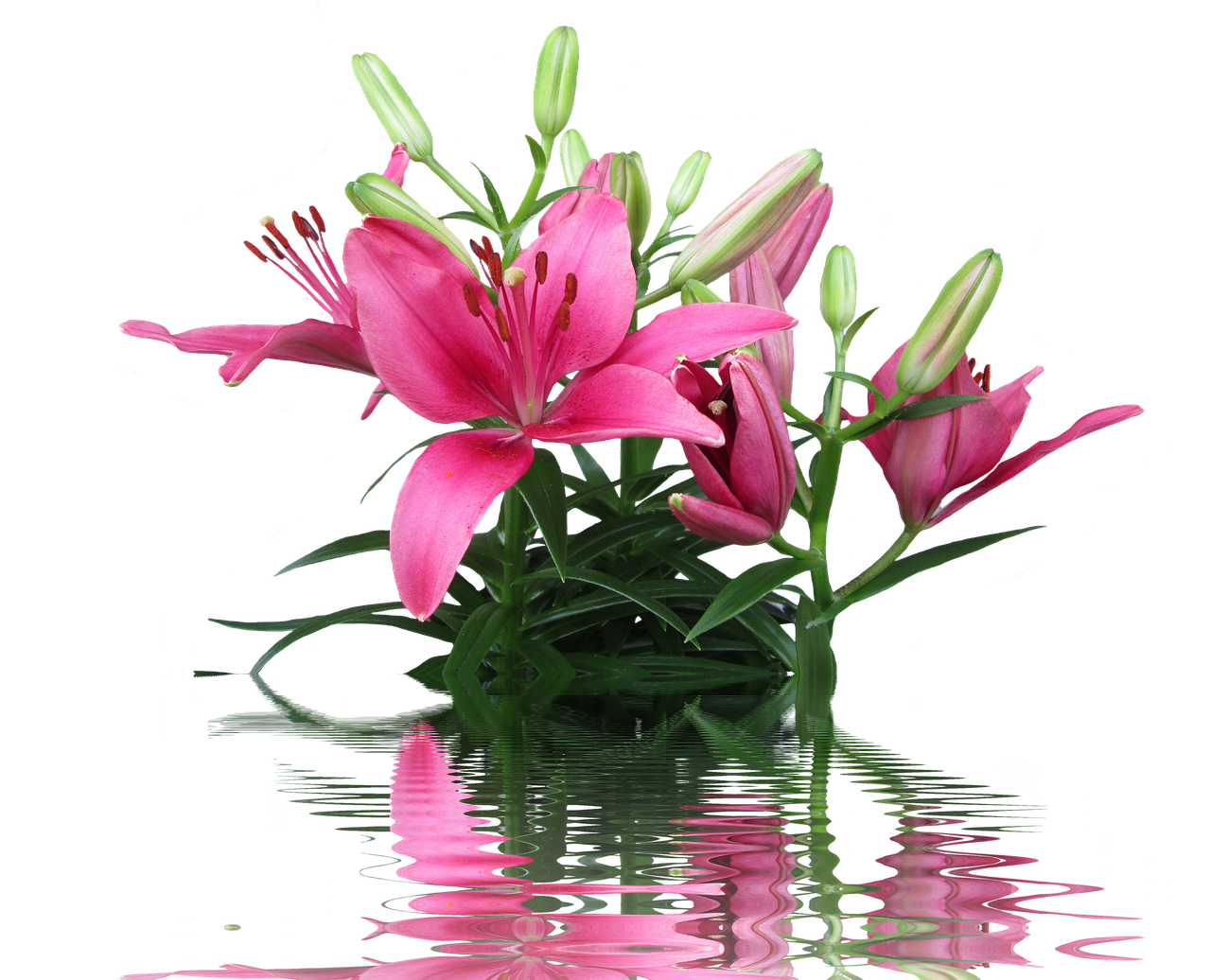 Lirio rosa