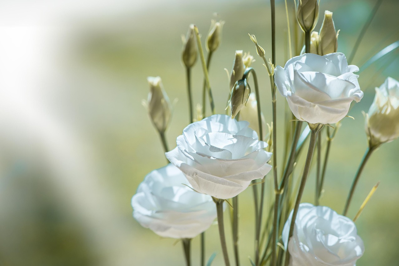 Lisianthus blanco