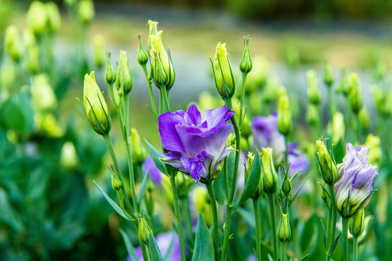Lisianthus lila