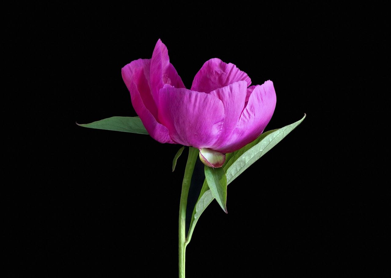 Peonía rosa