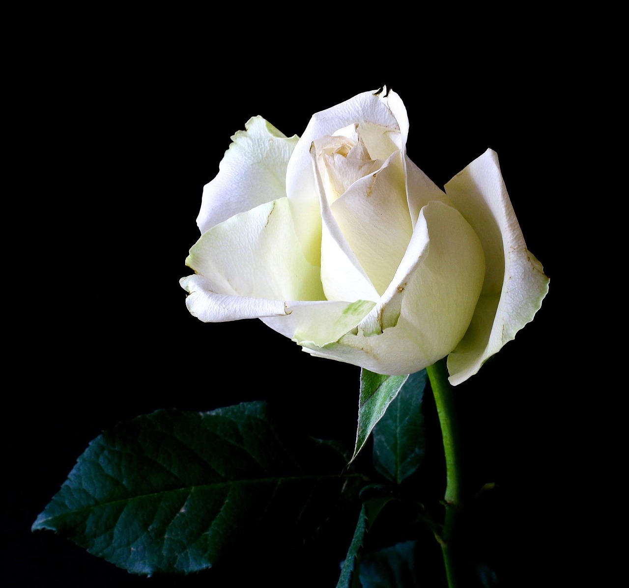 Rosa blanca