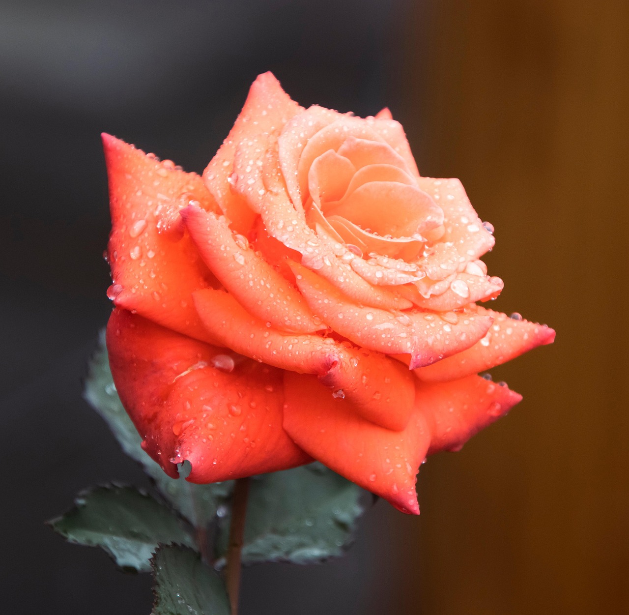 Rosa naranja