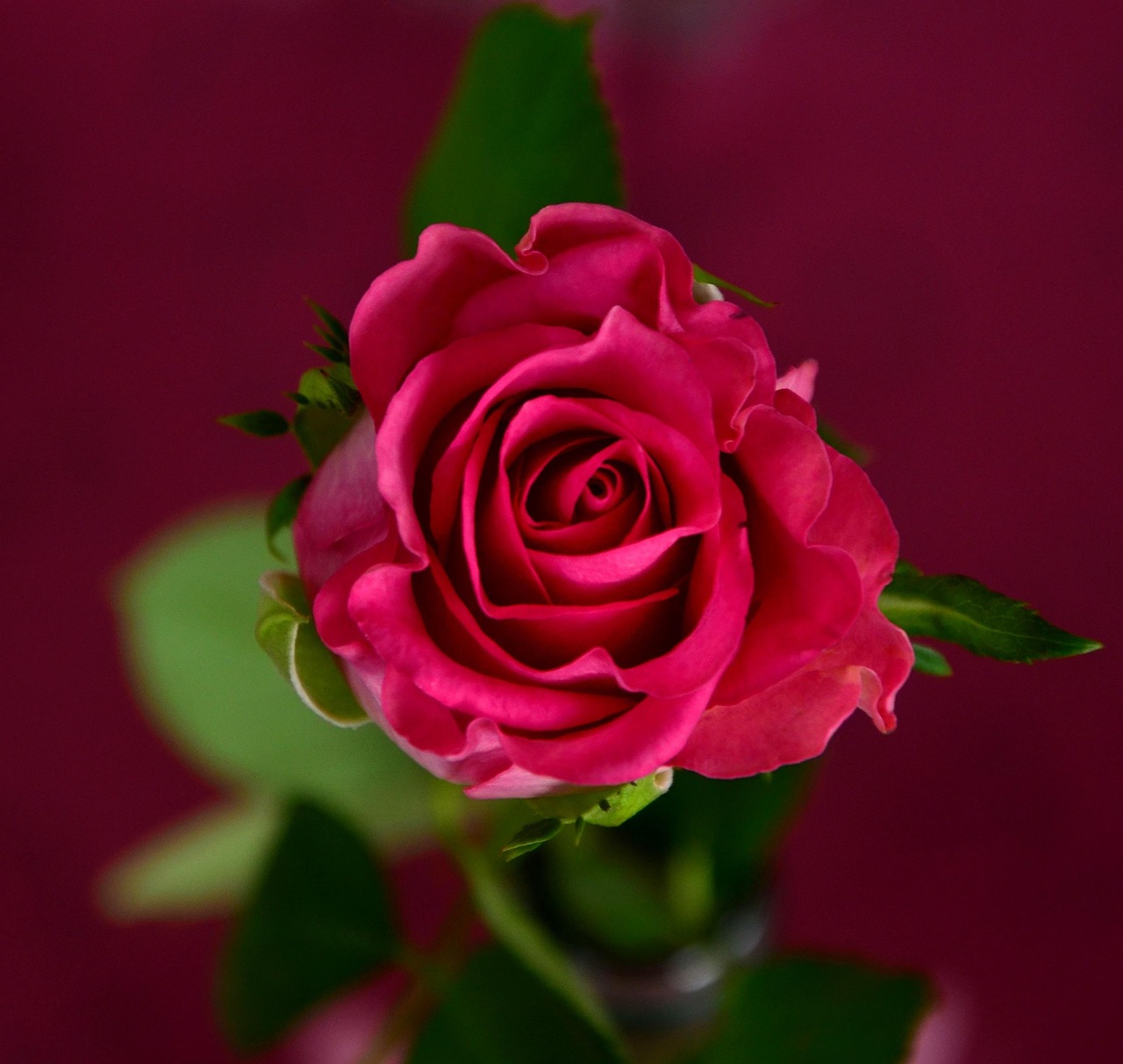 Rosa rosa