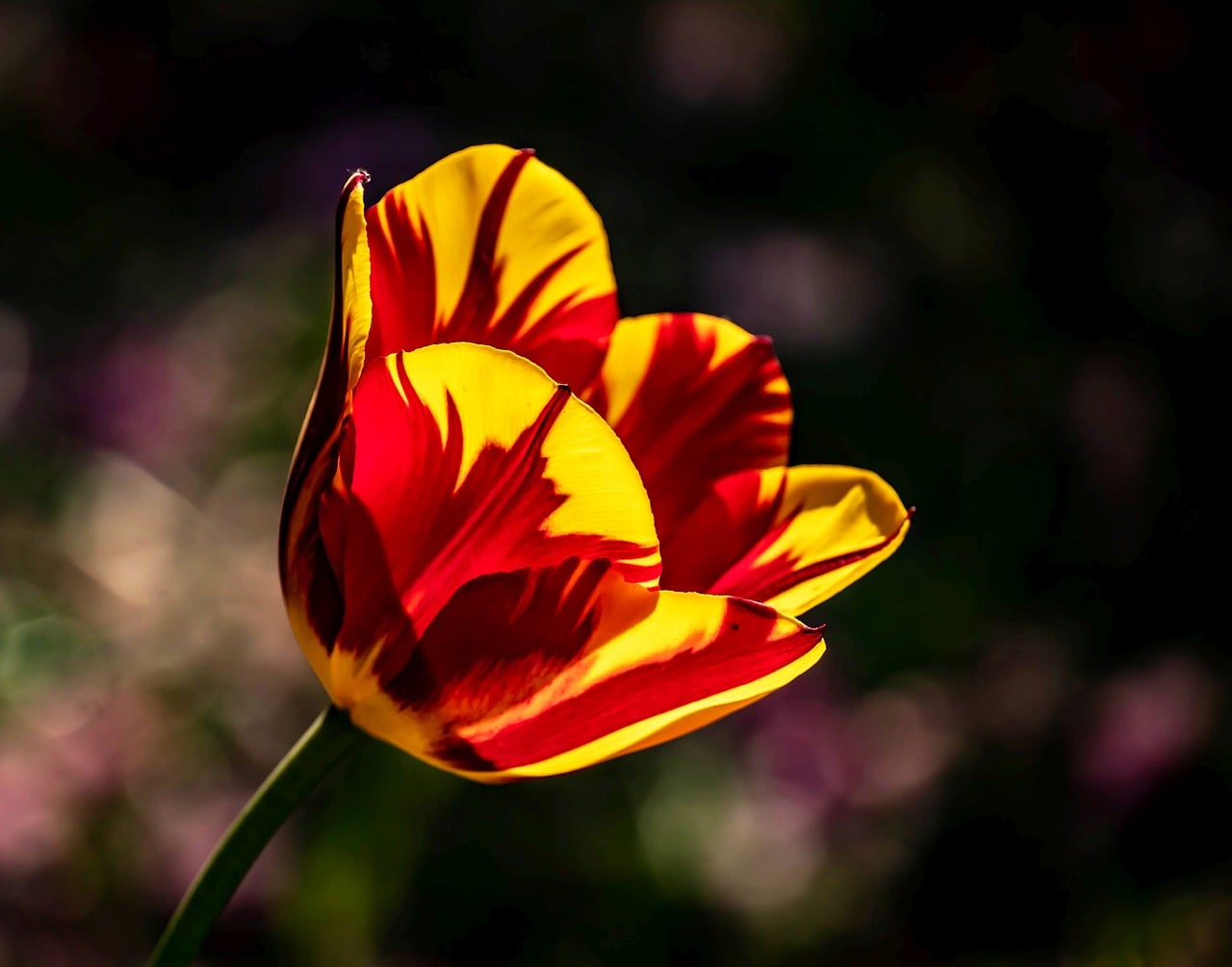 Tulipán amarillo
