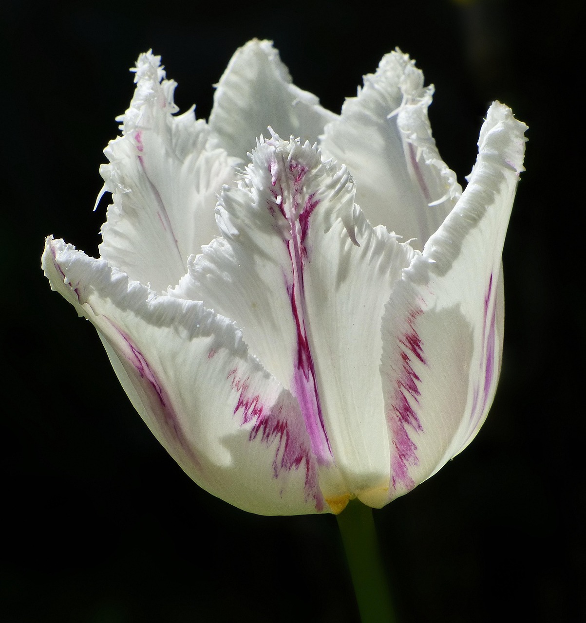 Tulipán blanco