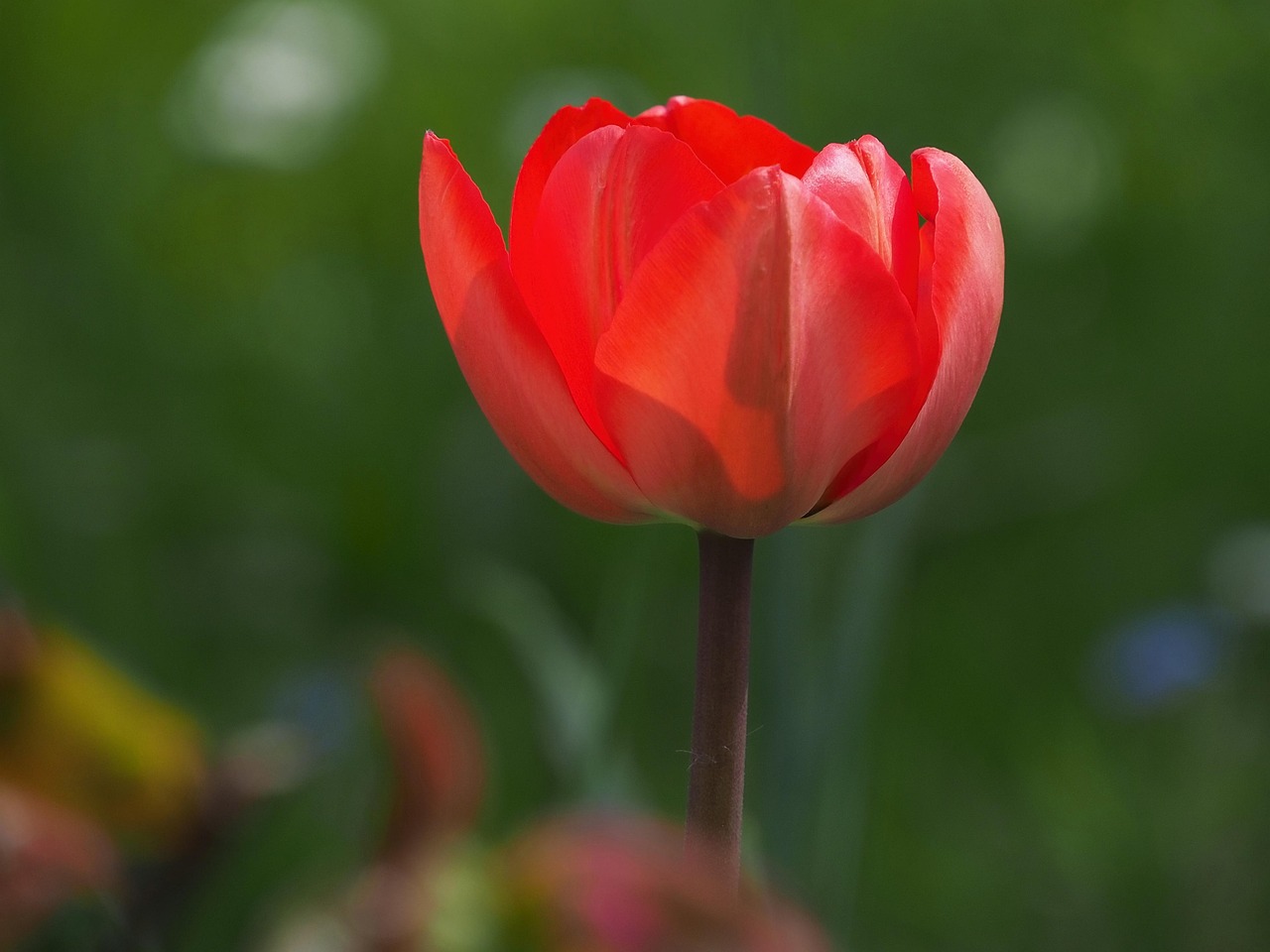 Tulipán rojo