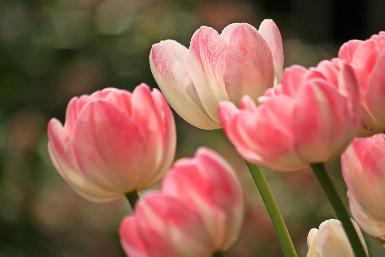 Tulipán rosa
